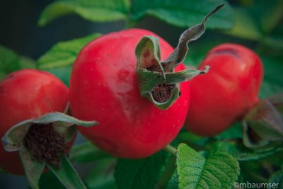 Rose Hips