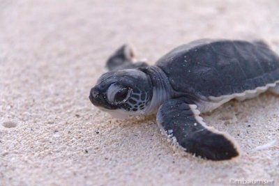 Baby Sea Turtle Headed To Water