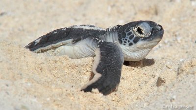 Baby Green Sea Turtle 3412