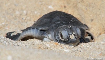 Baby Green Sea Turtle 3395