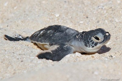 Baby Green Sea Turtle 3387