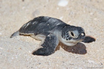 Baby Green Sea Turtle 3386