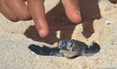 Baby Green Sea Turtle 3452
