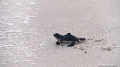 Baby Green Sea Turtle 3648