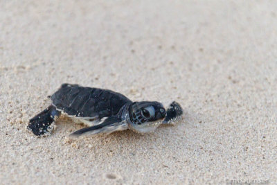 Baby Green Sea Turtle 3637