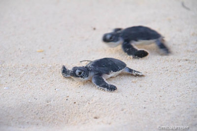 Baby Green Sea Turtle 3630