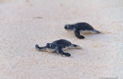 Baby Green Sea Turtle 3624