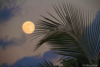 Full Moon Over Cancun 4006