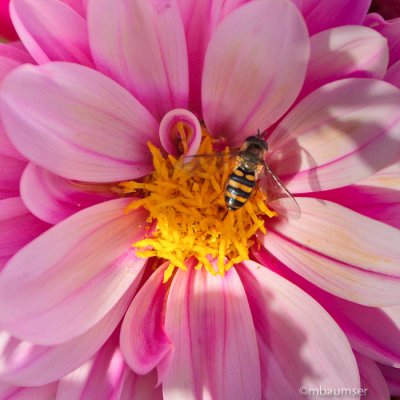 Bee On Flower