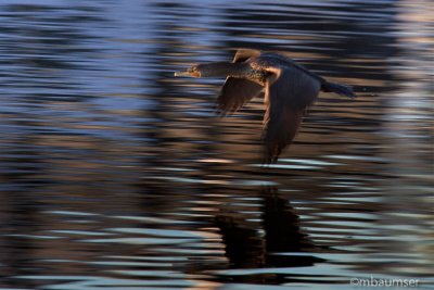 Cormorant Flying Over The Water