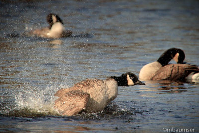 Making A Splash