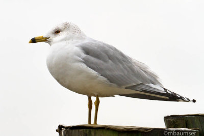 Ring Bill Gull On White Background