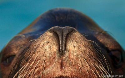 Sea Lion Nose