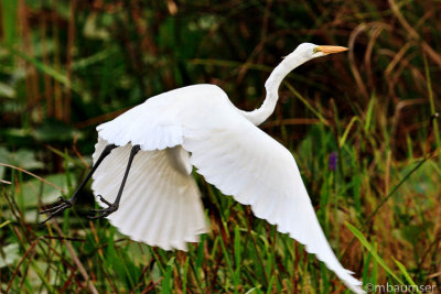 Great White Egret In Flight