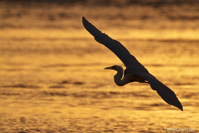 Great White Egret In Flight