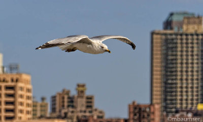 March 2012 Gull Picture