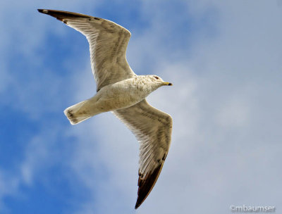 Ring Billed Gull