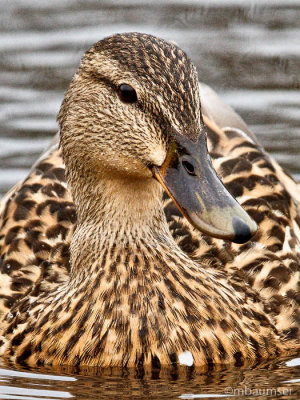 Mallard (Female)