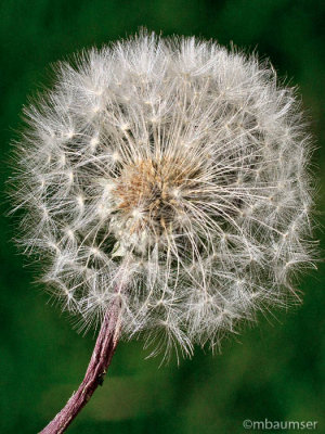 Dandelion