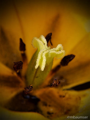 Tulip Stamen And Pistils