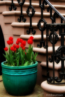 Potted Tulips