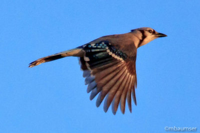 Blue Jay In Flight