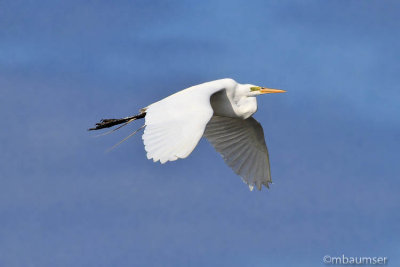 Great White Egret In Flight at Sandy Hook NJ