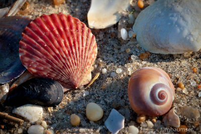 Shells On The Beach