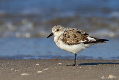 Least Sandpiper (looking left this time)