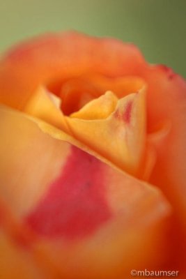 Rose Petals