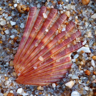 Shell On The Beach