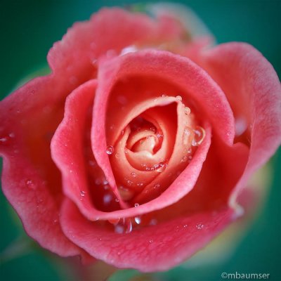 Coral Rose ver 3.0