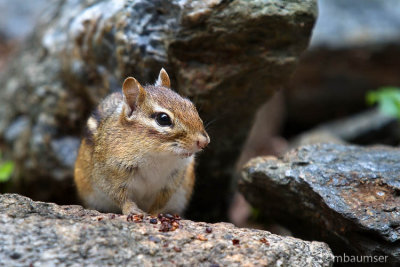 Chipmunk On A Rock