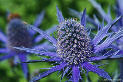 Indigo Colored Cone Flower