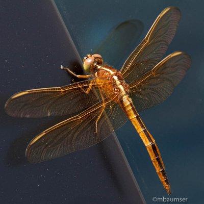 Dragon Fly