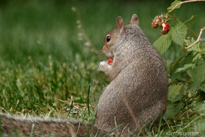 The Raspberry Thief