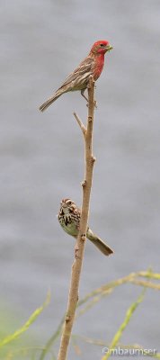 Male House Finch and Song Sparrow