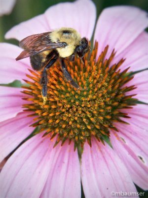 Bee On A Flower