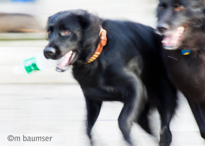 Dogs