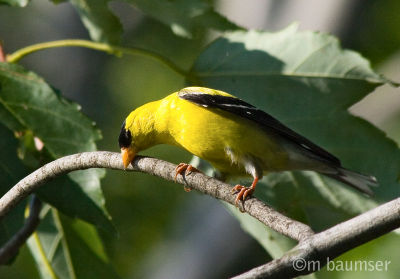 American Goldfinch (male) 9062