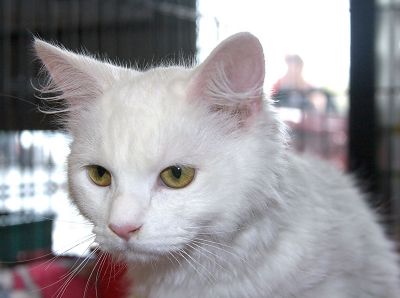 Sugar.2006.D02620
