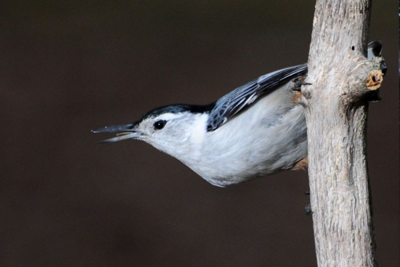 Nuthatch