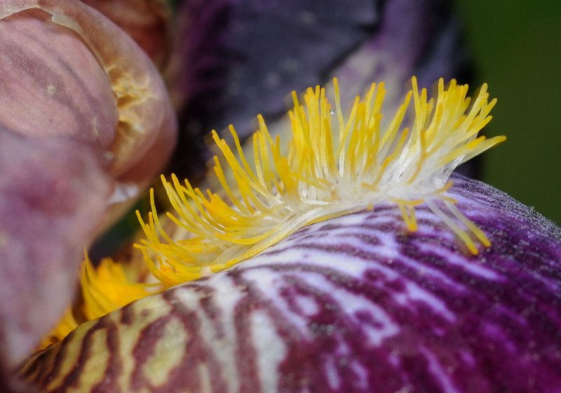 Iris Bloom, blowing in the wind