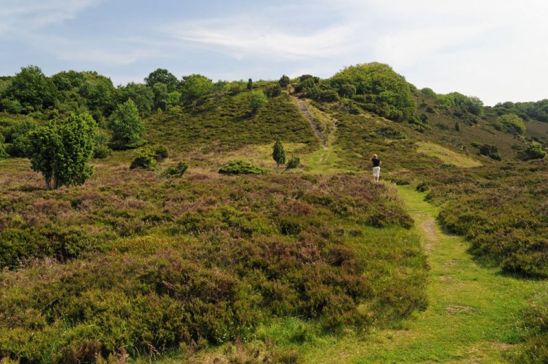 Heather Covered Hills in Ribild National Park