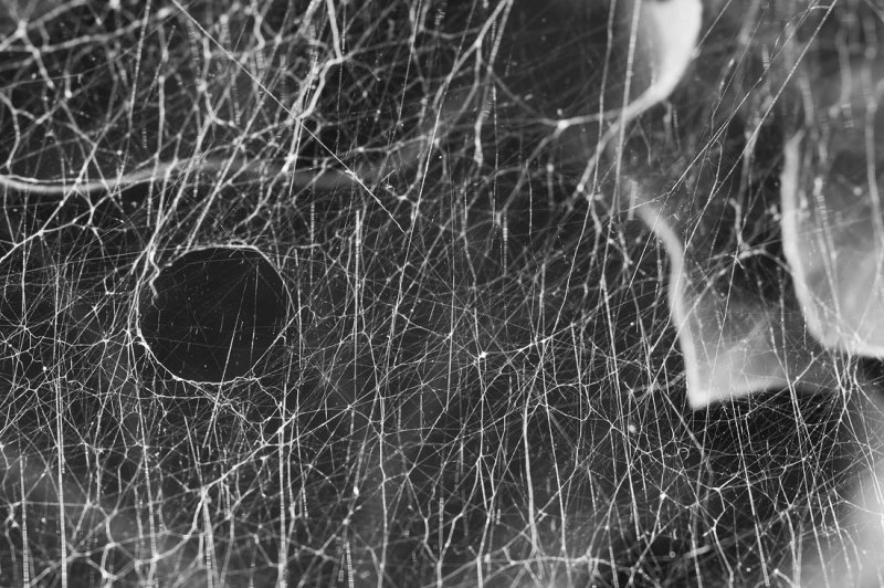 Mass of Spider Webs