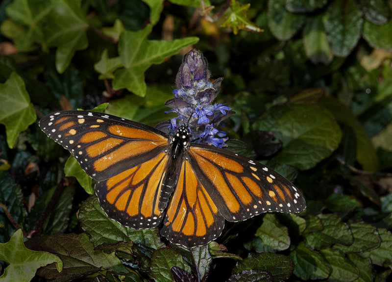 Late Season Monarch
