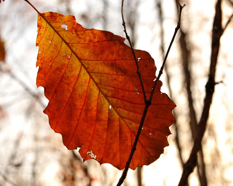 Backlit Chestnut Oak leaf
