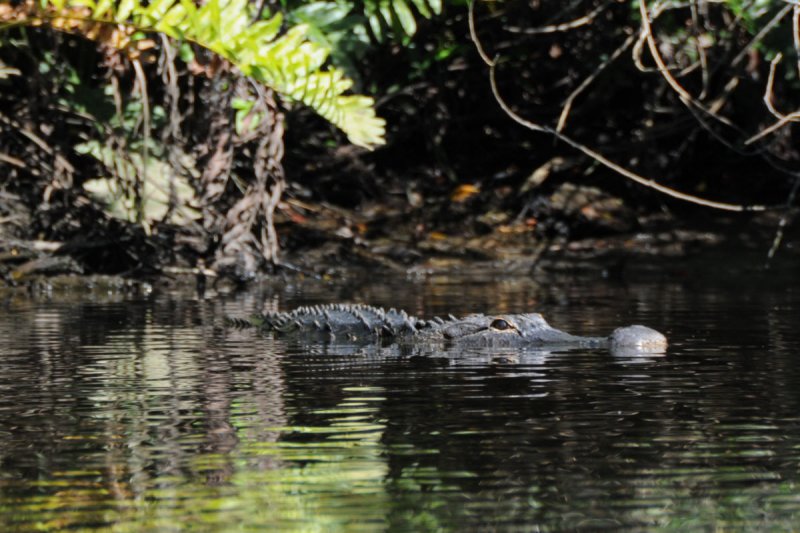 11 Aligator on the Orange River