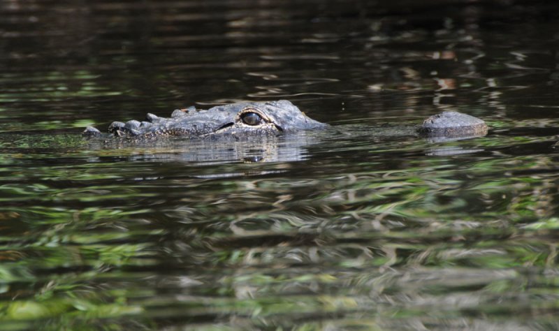 Close-up of Aligator