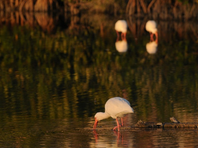 Three Ibis